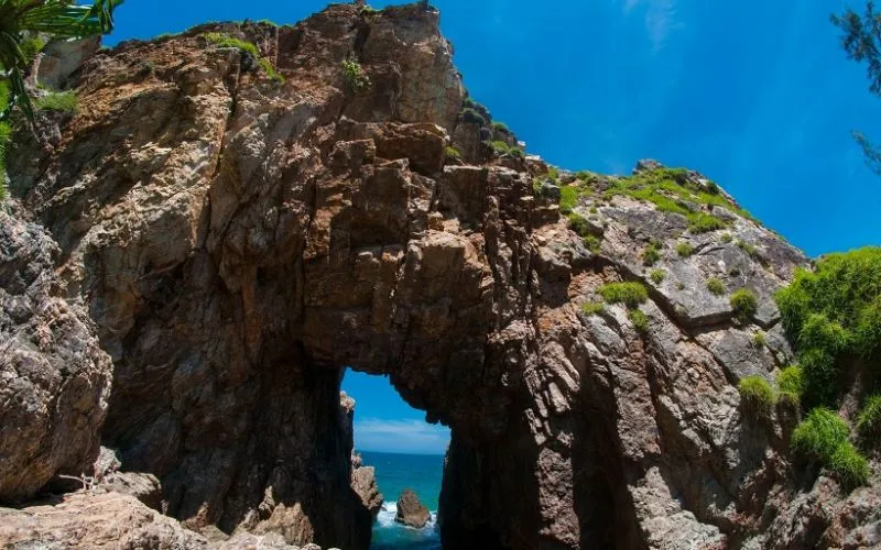 mũi vi rồng