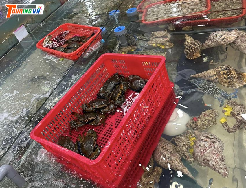Hải Sản tươi Sống tại Bể