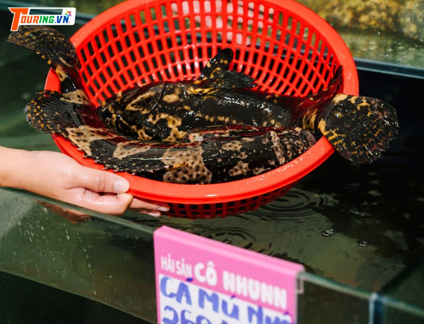 Cá Mú biển