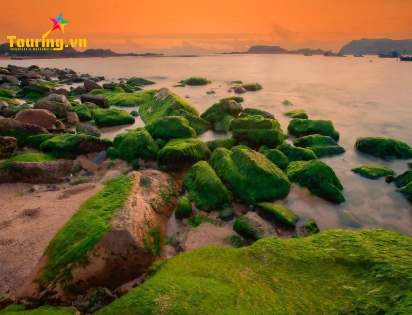 Bãi rêu xanh Nhơn Hải